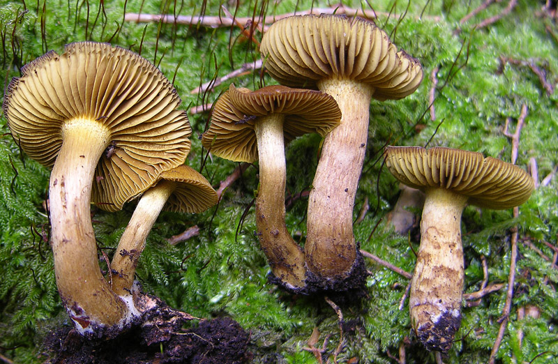 Cortinarius croceus?